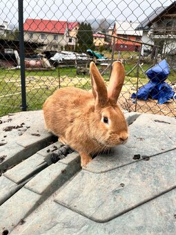 Burgunsky kralik - 2