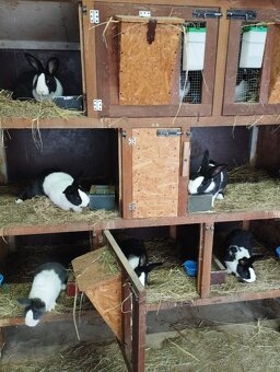 Šarišský obrovitý - 2