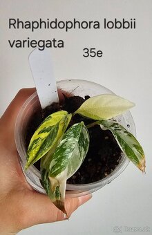 Rhaphidophory - rôzne druhy - 2