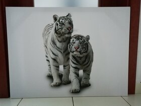 Obraz na stenu - Biele tigre 80 x 60 cm - 2
