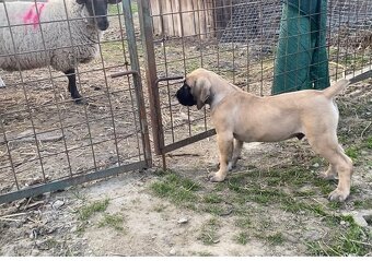 Boerboel štěně FCI pp - 2