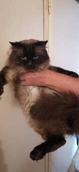 Ragdoll mačiatka, mačka - 2