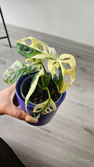 Monstera adansonii veriegata - izbova rastlina - 2