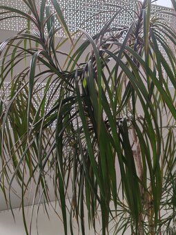 Dracena - 2