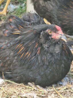 Araucana - 2