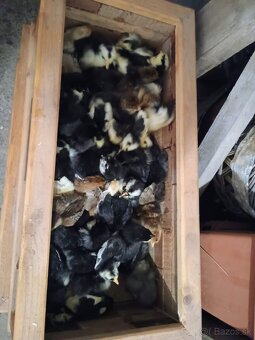 Predám kuriatka viacero druhov - 2