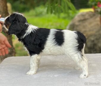 Cavalier king charles španiel s PP - 2