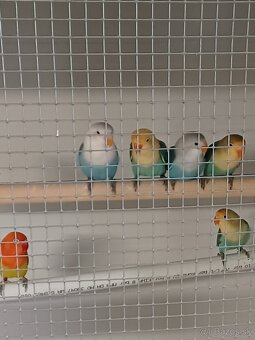 Agapornis fischeri - 2