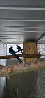 Barnard cc modry - 2