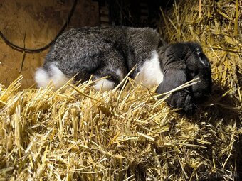 Predám alebo vymením francúzskeho barana samičku - 2