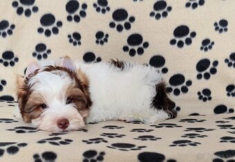 Yorkshire terrier - 2