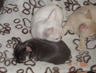 civava krátkosrstá,dlhosrstá. - 2