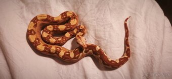 Velhad kralovsky sunglow - 2