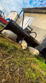 Slovenský čuvač - 2