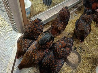 Násadové vajcia - 2