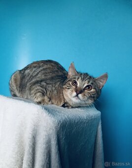 NINA SI HĽADÁ DOMOV VO VNÚTRI - 2