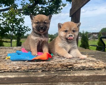 Shiba inu - 2