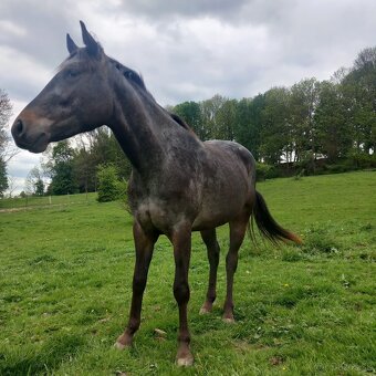 Tříletá klisna Appaloosa - 2