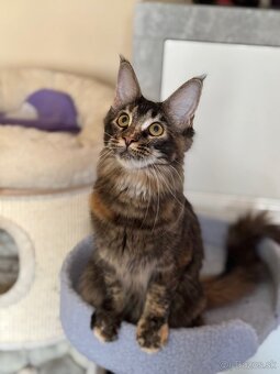 Maine coon / mainská mývalia mačka s pp - 2