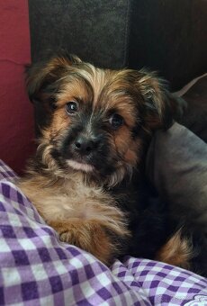 Predám Yorkshire terrier sťeniatko - 2