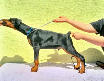 KUPIROVANÉ ŠTENIATKA DOBERMANA S PP FCI - 2