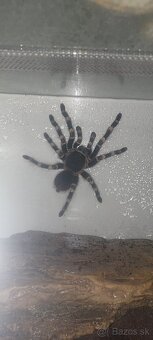 Acanthoscurria geniculata +terarium - 2
