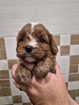 Cavapoo - 2