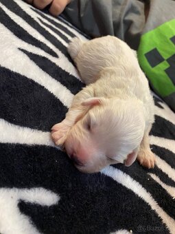 Mini maltezák - 2