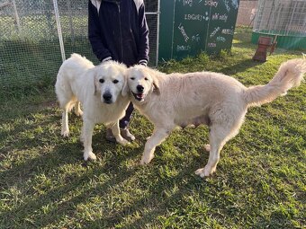 Slovenský čuvač - 2