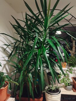 Juka YUCCA vyška 2M - 2