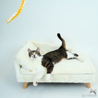 Kocúrik ERVIN hľadá domov - 2