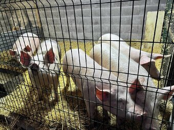 Predám ošípané vaha cca 130kg - 2