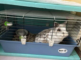 Králik zakrslý - 2