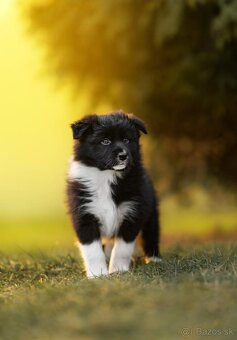 štěňátka BORDER KOLIE S PP - 2