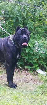 Cane corso - 2