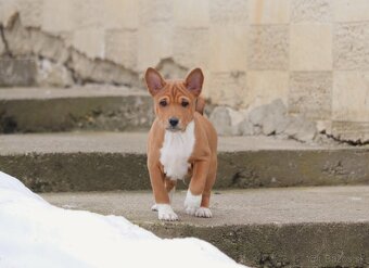 Basenji psík s PP - 2