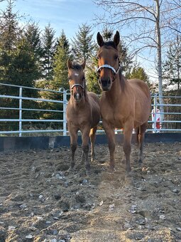 APH Žrebček DUN - 2