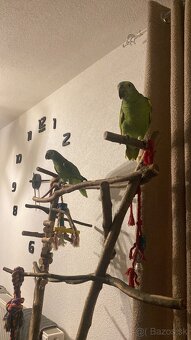 Amazoňan modročelý - 2