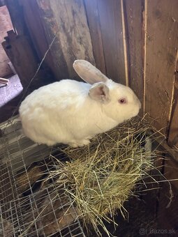 Vymením samca králika - 2