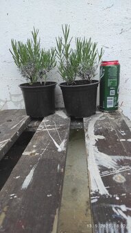 levandula angustifolia - 2