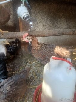 Kohút Vlaška jarabičia a Leghorn - 2