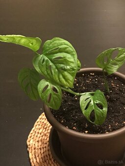 monstera adansonii - 2