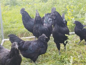 Ayam cemani kohúti - 2