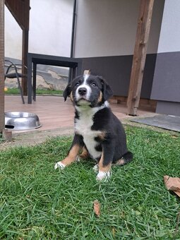 3- kolora border kolia fenka - 2