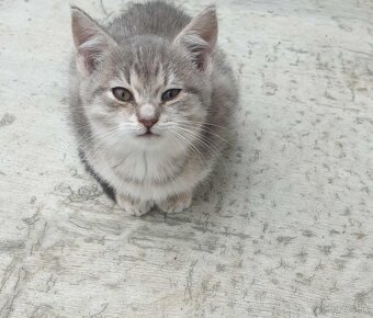 Darujem mačiatka - 2