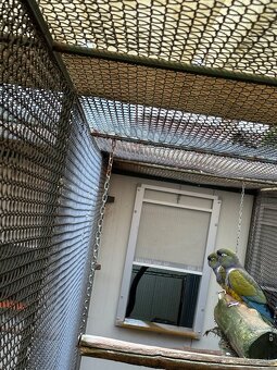 Papagáj patagónsky - 2