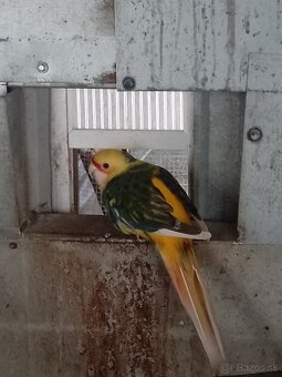 Rozela penantova - 2