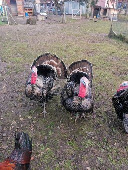 Morka NARAGANSET - 2