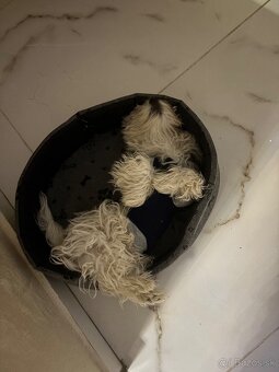 Maltyzak na predaj mini zrast - 2