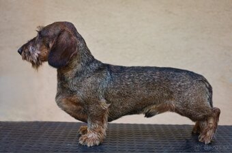 Jazvečík hrubosrstý - 2